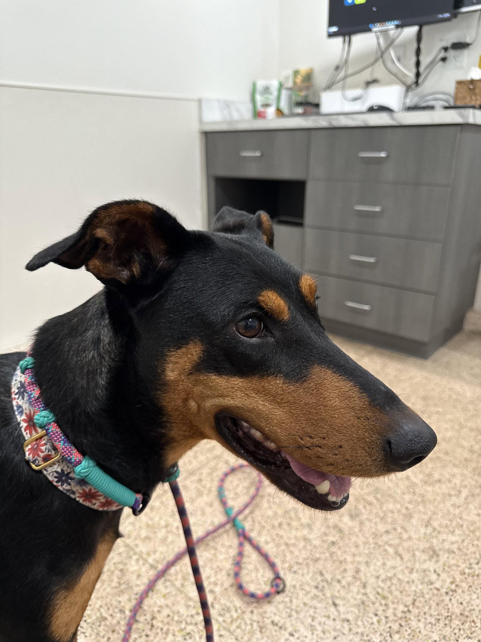 Enlarge Jessie, a Adoptable Mixed Breed in Buffalo, MN image 3/3