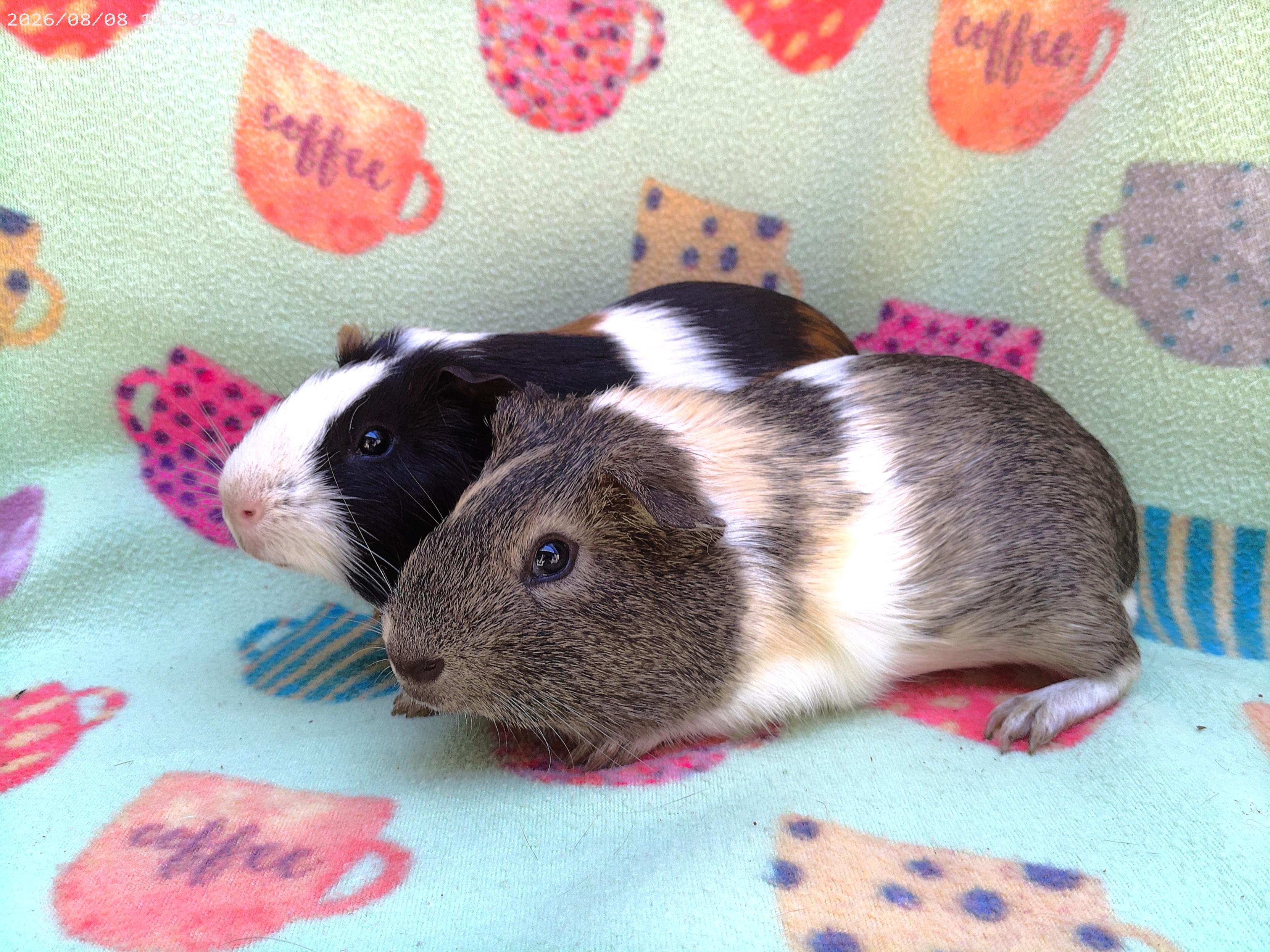 Dave/Kevin, Adopted, Adult Male Short-Haired.