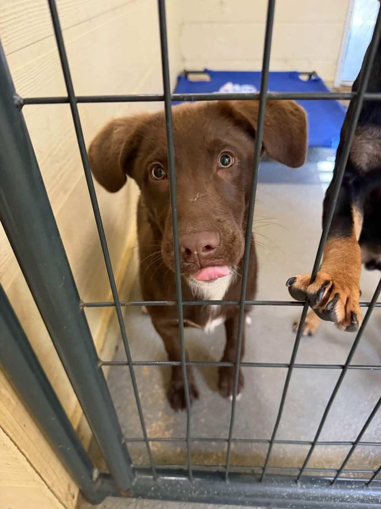 Jonah, an adopted mixed breed in Ruston, LA image 1/2