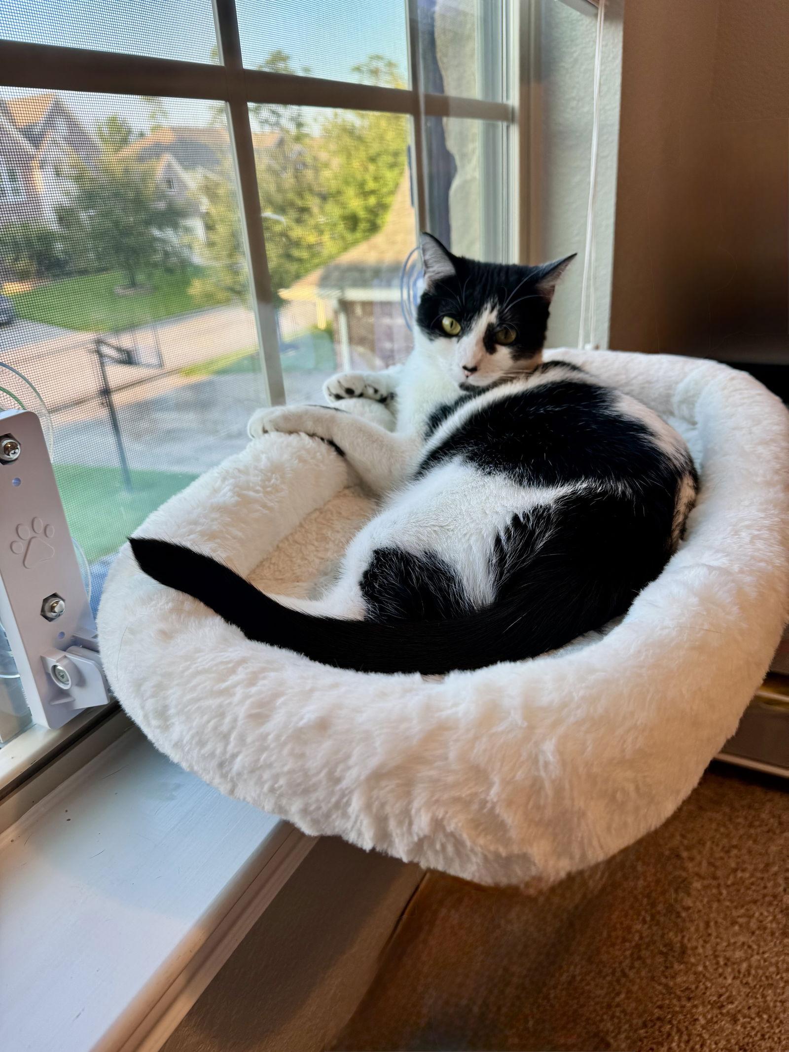 Enlarge Rosie, a Adoptable Domestic Short Hair in The Woodlands, TX image 1/3