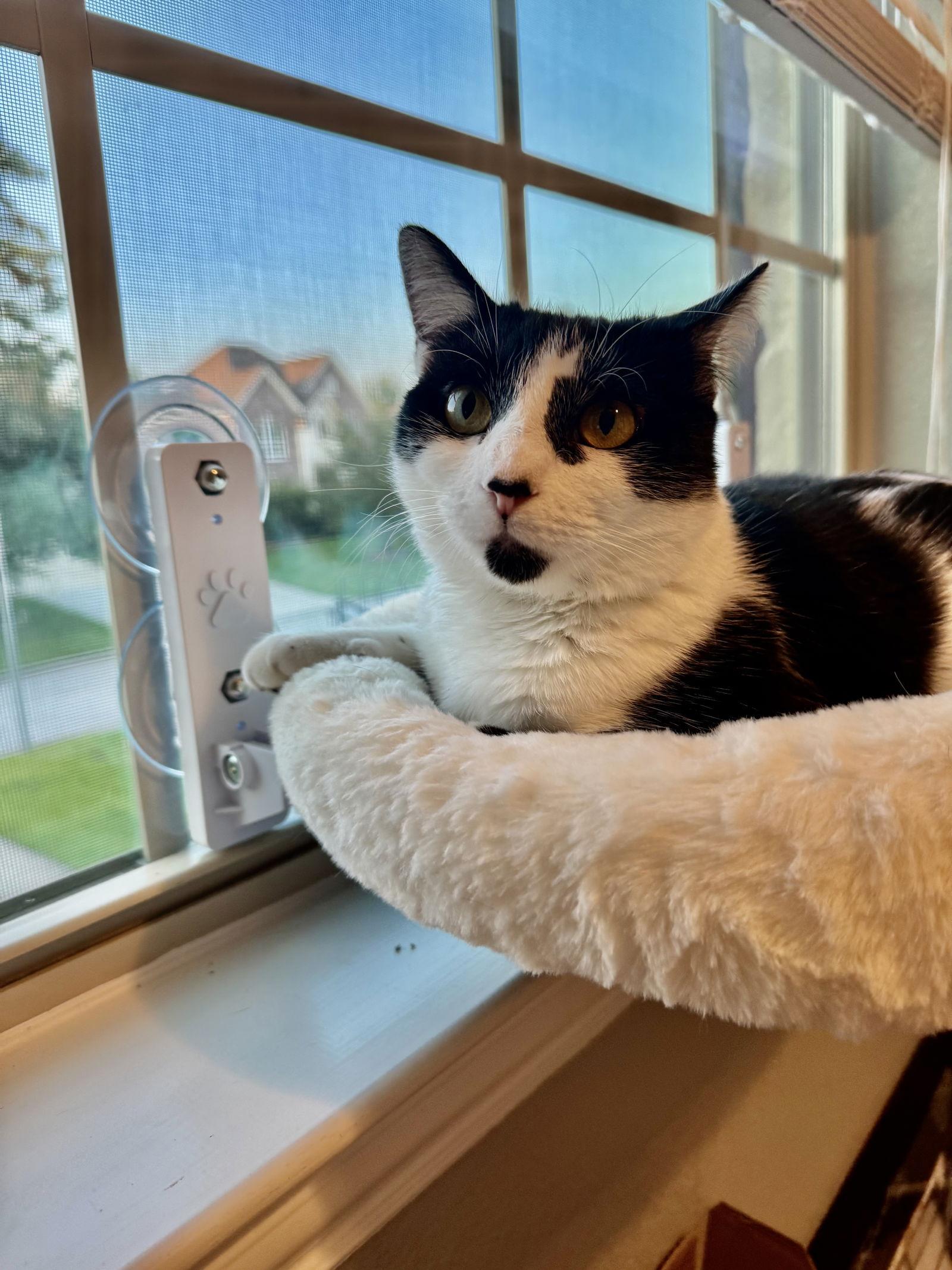 Enlarge Rosie, a Adoptable Domestic Short Hair in The Woodlands, TX image 3/3