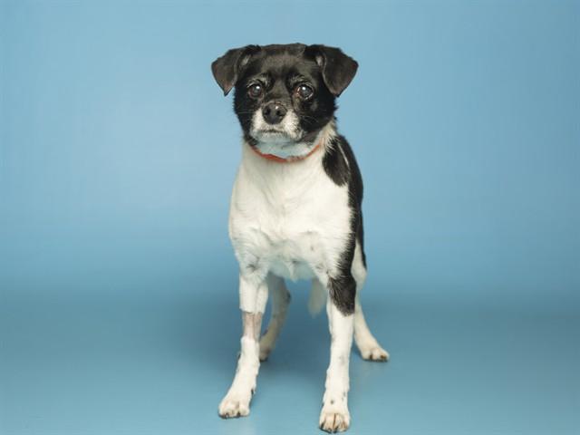 DOMINO, Adoptable, Adult Male Chihuahua.