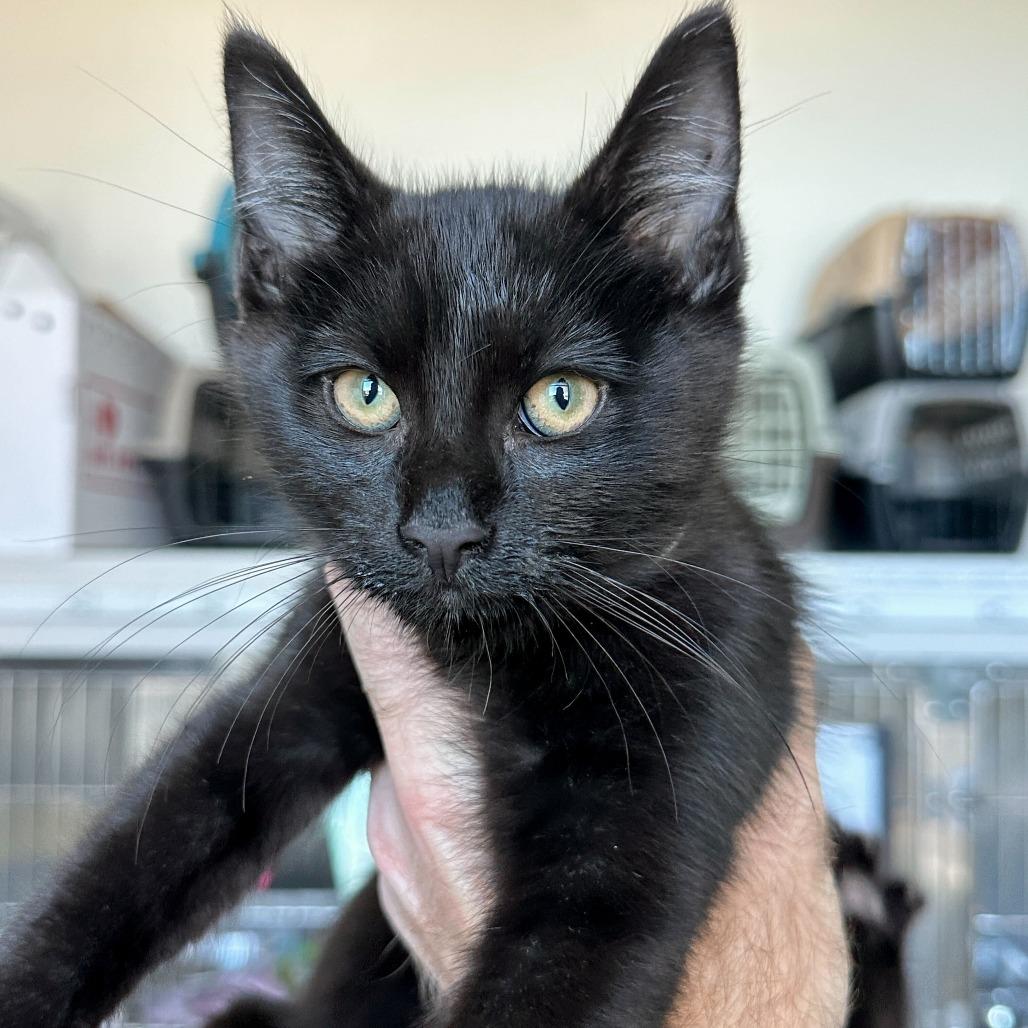 Salem, Adoptable, Kitten Male Domestic Medium Hair.