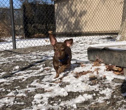 Bella (In Foster), Adoptable, Adult Female Mixed Breed.