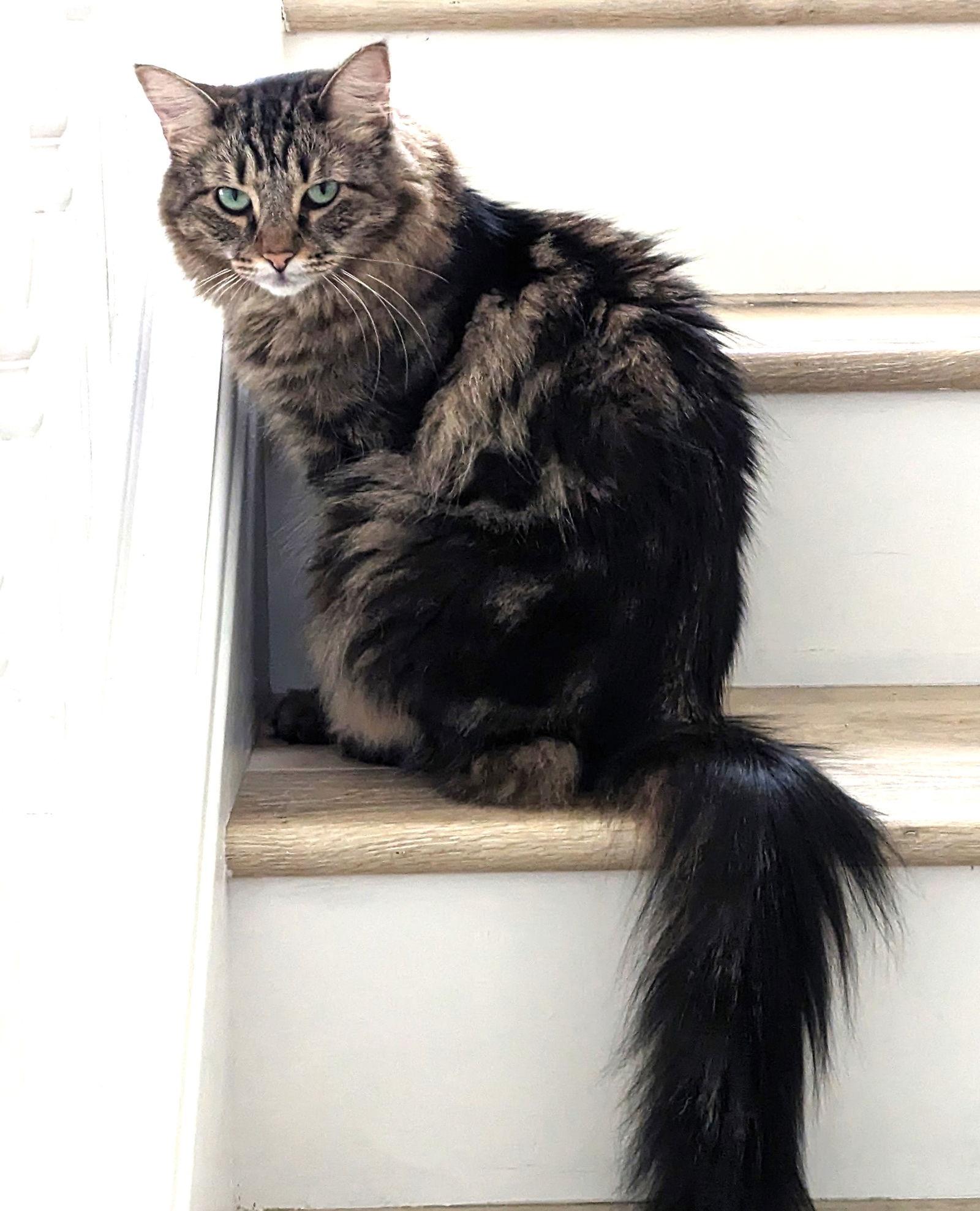 Hazel (Bonded with Stormy), Adoptable, Adult Female Domestic Medium Hair & Tabby.