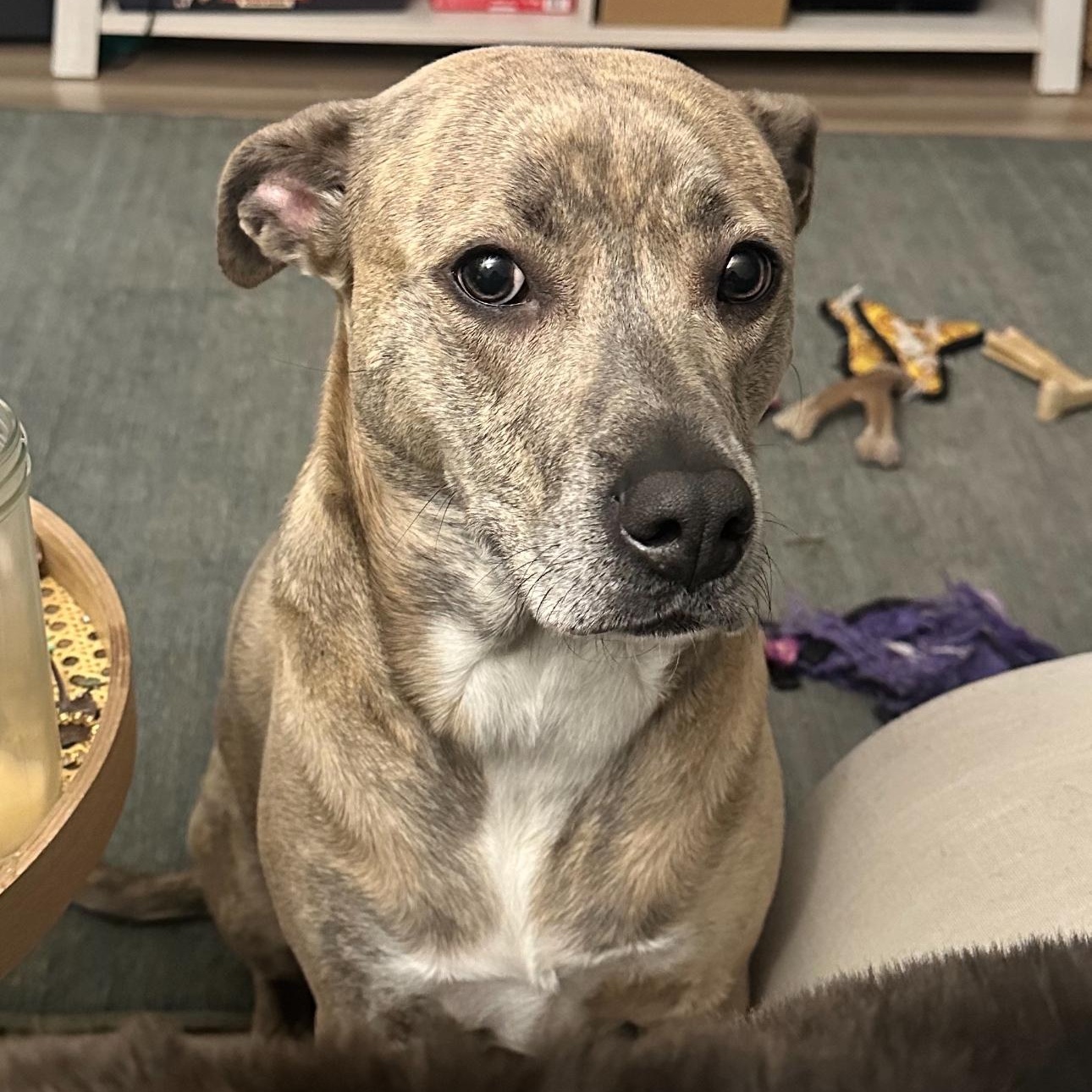 Enlarge Nyla (Ny Ny), a Adoptable mixed breed in Hunting Valley, OH image 1/6