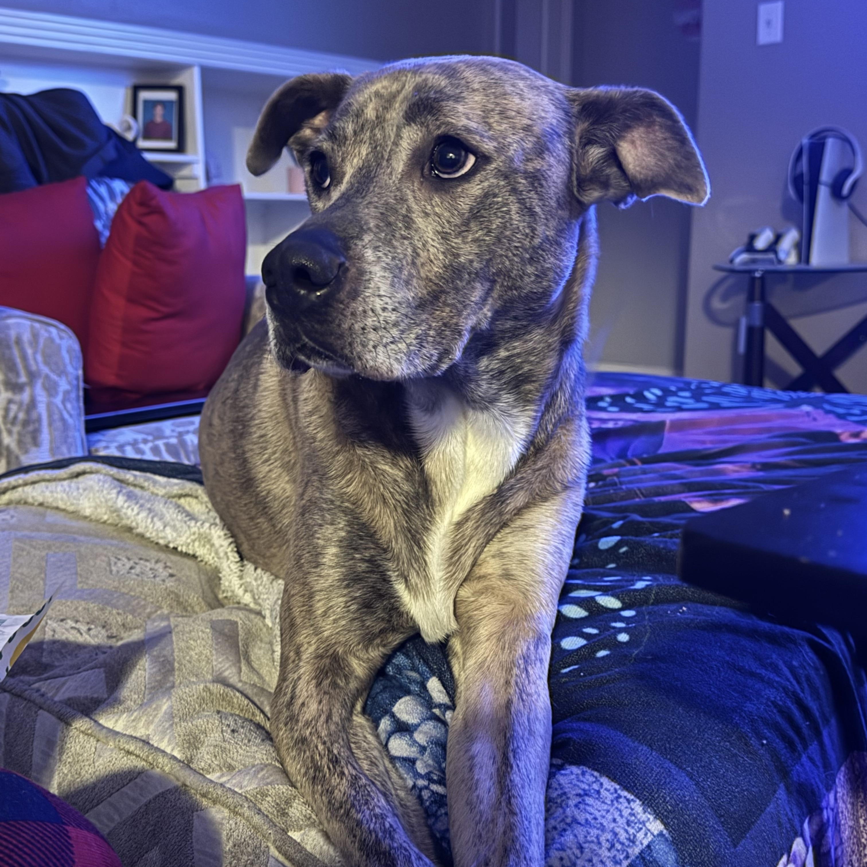Enlarge Nyla (Ny Ny), a Adoptable mixed breed in Hunting Valley, OH image 6/6