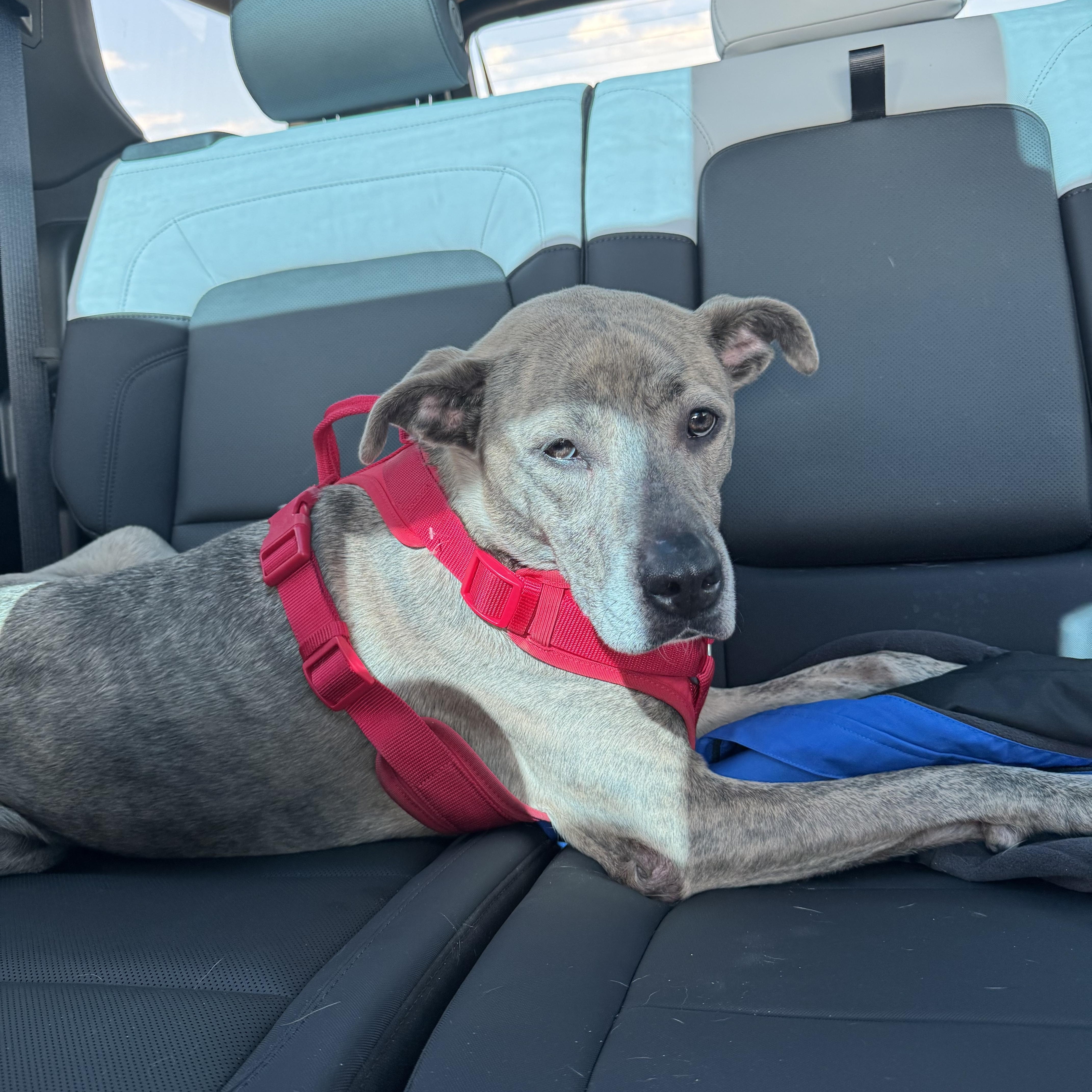 Enlarge Nyla (Ny Ny), a Adoptable mixed breed in Hunting Valley, OH image 4/6
