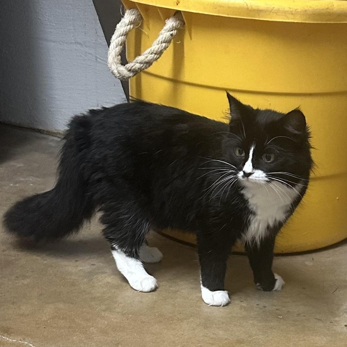 Yoshi, Adult Female Tuxedo