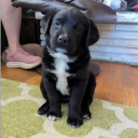 Arya, adopted, Puppy Female Labrador Retriever & Border Collie.