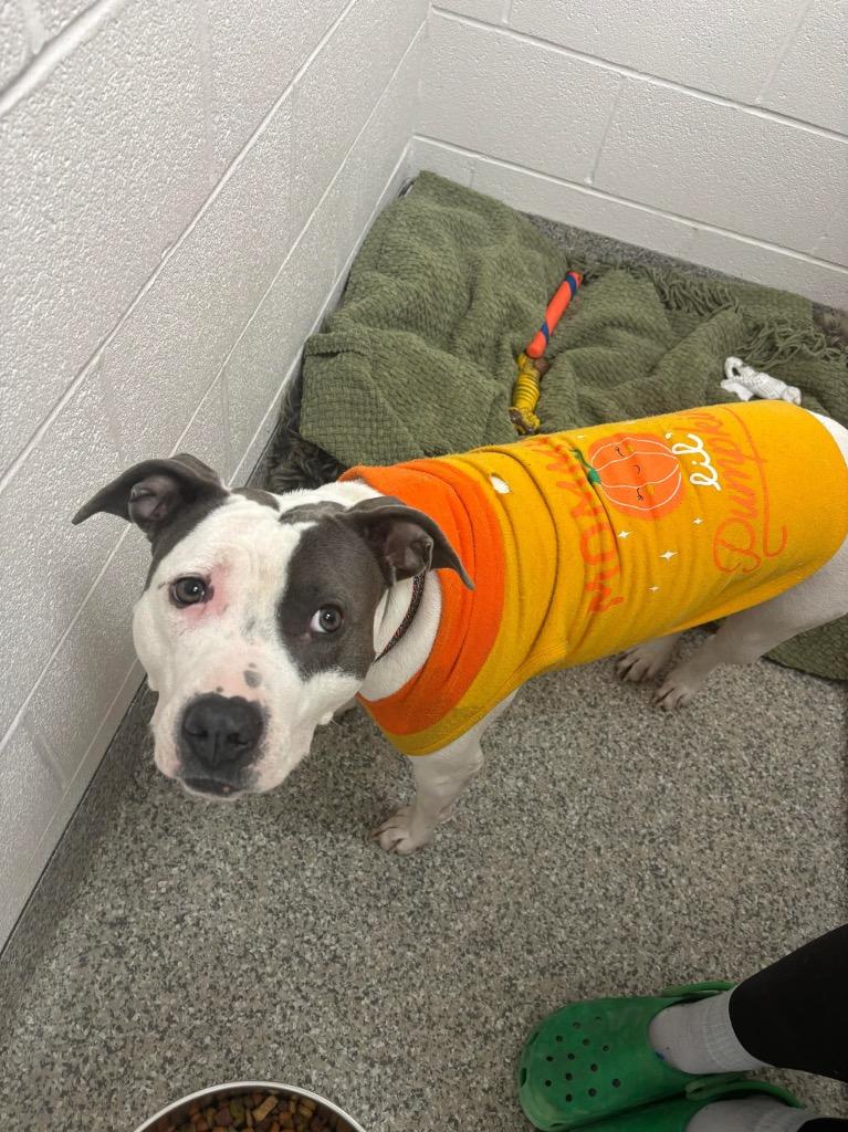 Enlarge Everest, a Adoptable Terrier in Van Wert, OH image 1/3