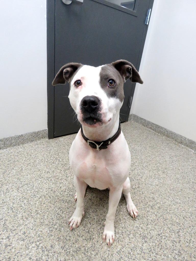 Enlarge Everest, a Adoptable Terrier in Van Wert, OH image 2/3