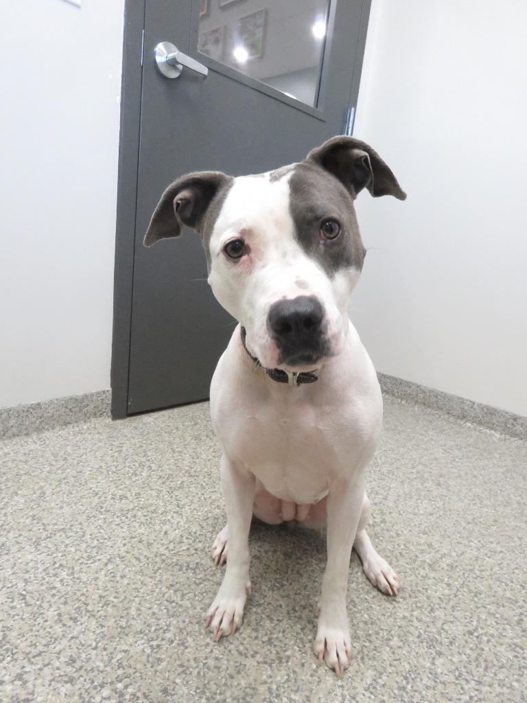 Enlarge Everest, a Adoptable Terrier in Van Wert, OH image 3/3