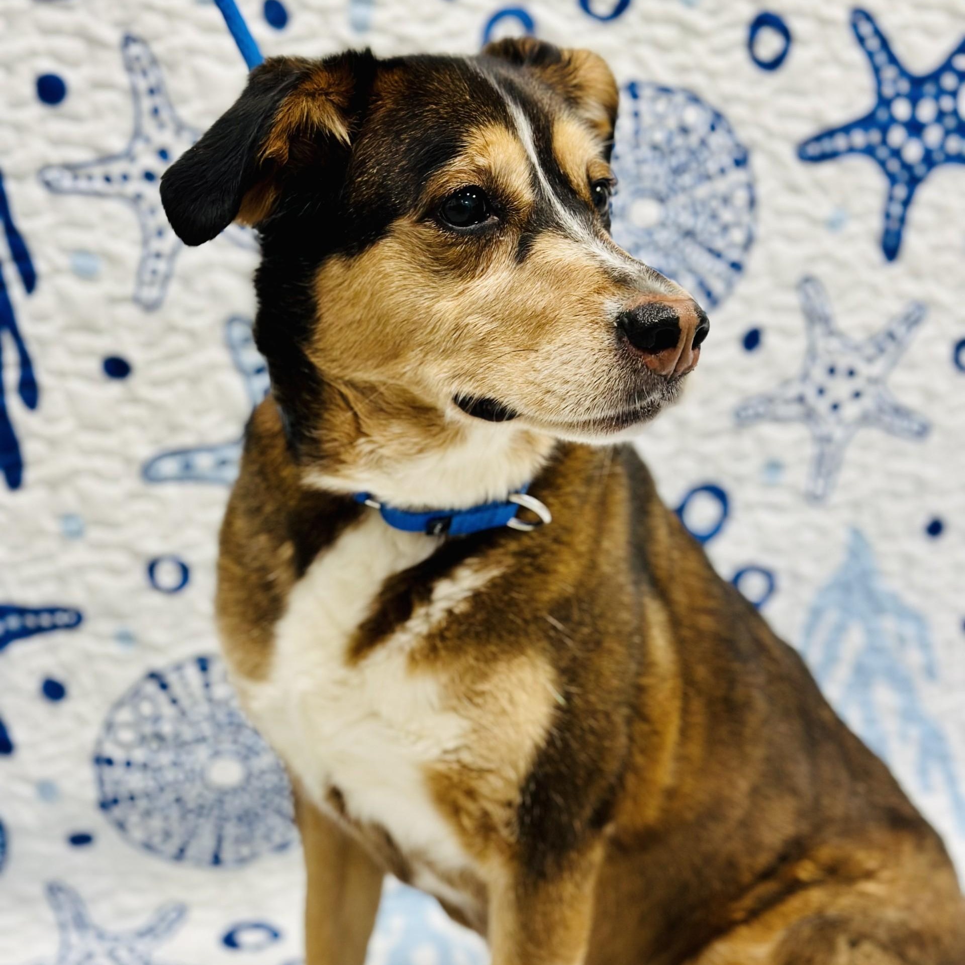 Enlarge Parker, an adopted mixed breed in Manahawkin, NJ image 2/2