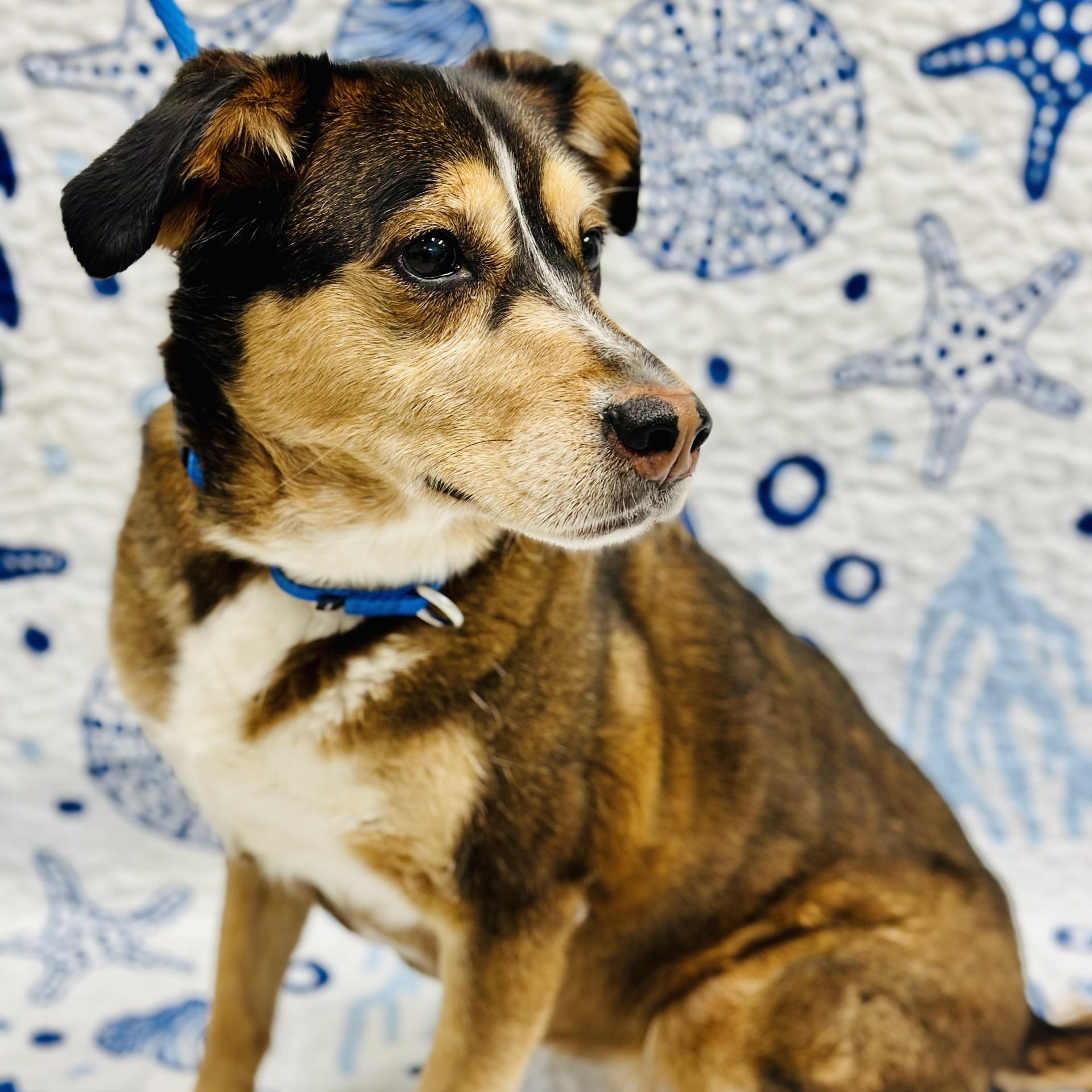 Parker, adopted, Adult Female Husky & Shepherd.