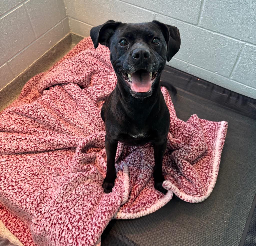 Tootsie, adopted, Adult Female Mixed Breed.