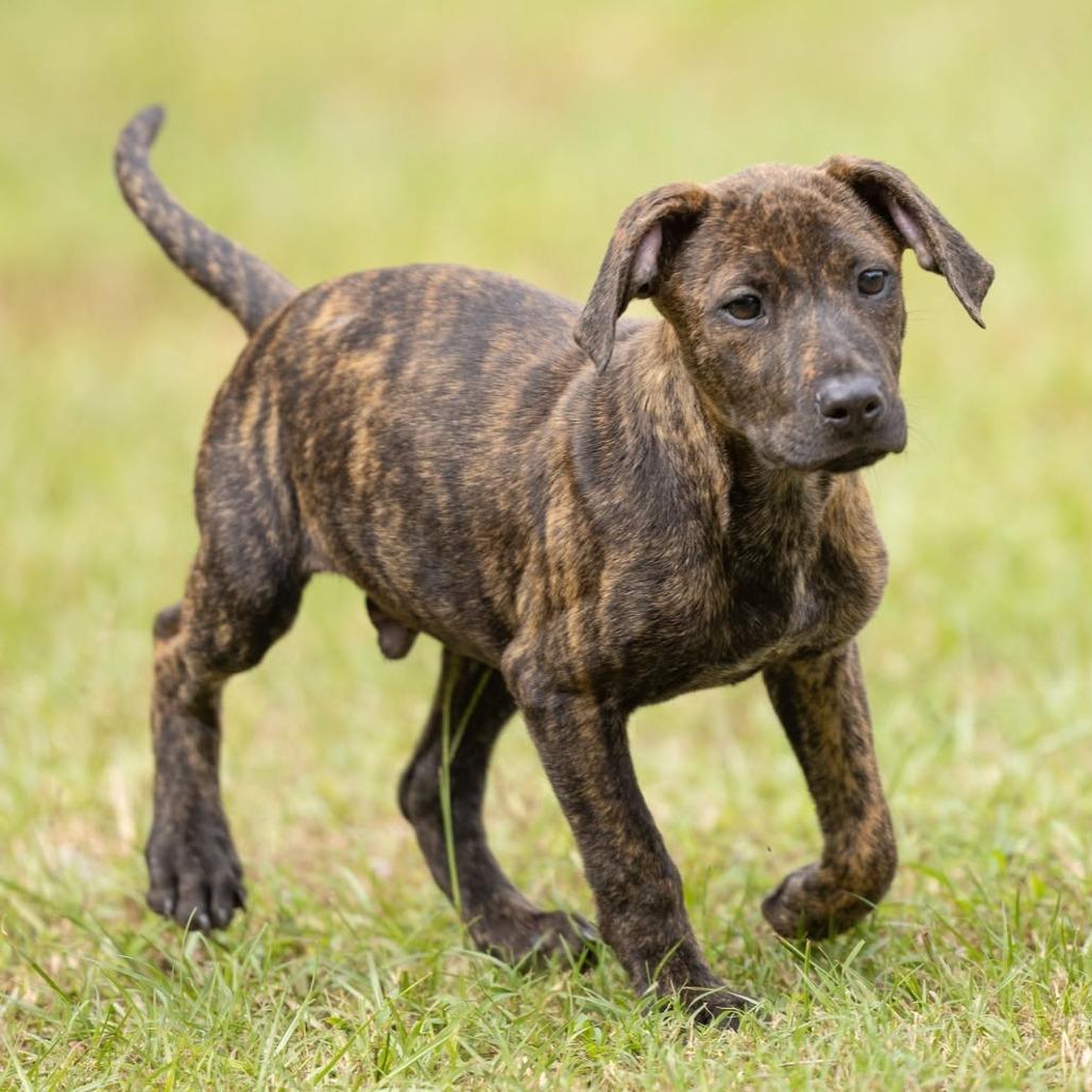 Andy, Adoptable, Puppy Male Mixed Breed.