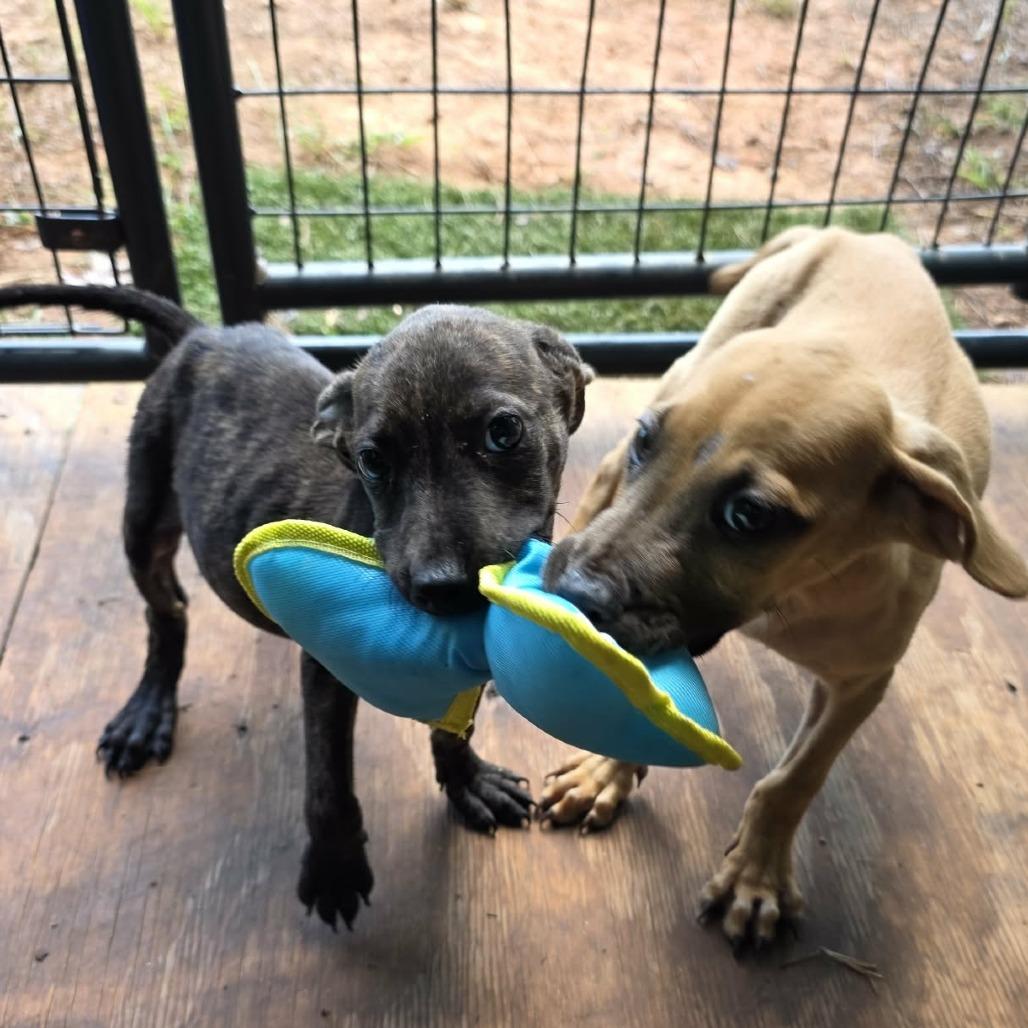Enlarge Andy, a Adoptable Mixed Breed in Pine Mountain, GA image 2/6
