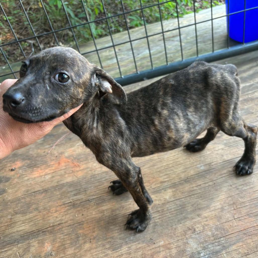 Enlarge Andy, a Adoptable Mixed Breed in Pine Mountain, GA image 3/6