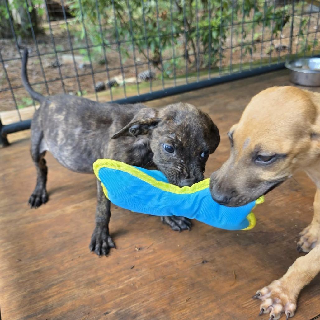 Enlarge Andy, a Adoptable Mixed Breed in Pine Mountain, GA image 4/6
