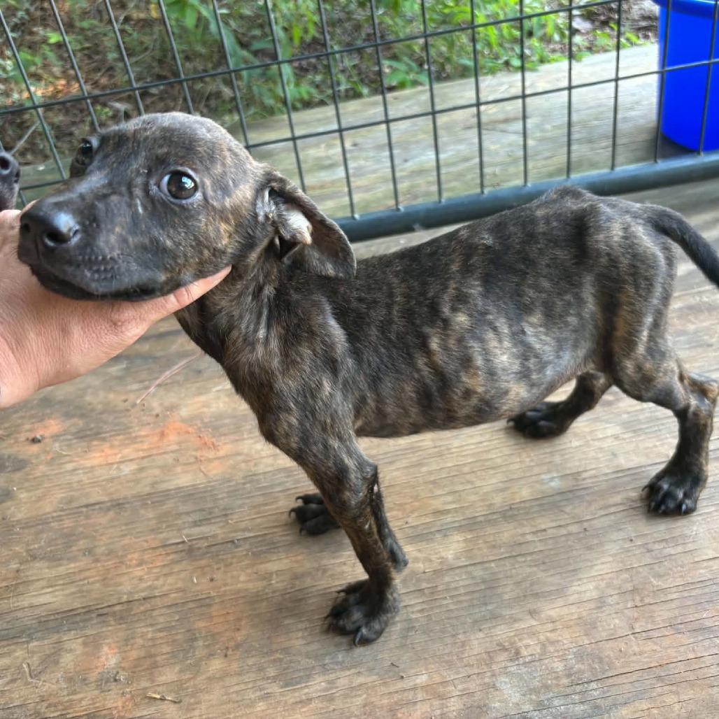 Enlarge Andy, a Adoptable Mixed Breed in Pine Mountain, GA image 5/6
