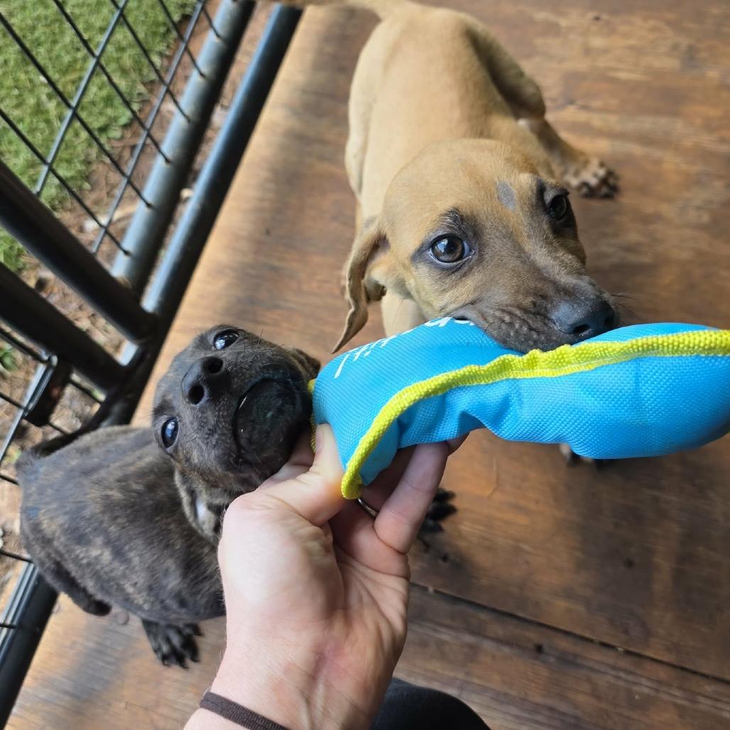 Enlarge Andy, a Adoptable Mixed Breed in Pine Mountain, GA image 6/6