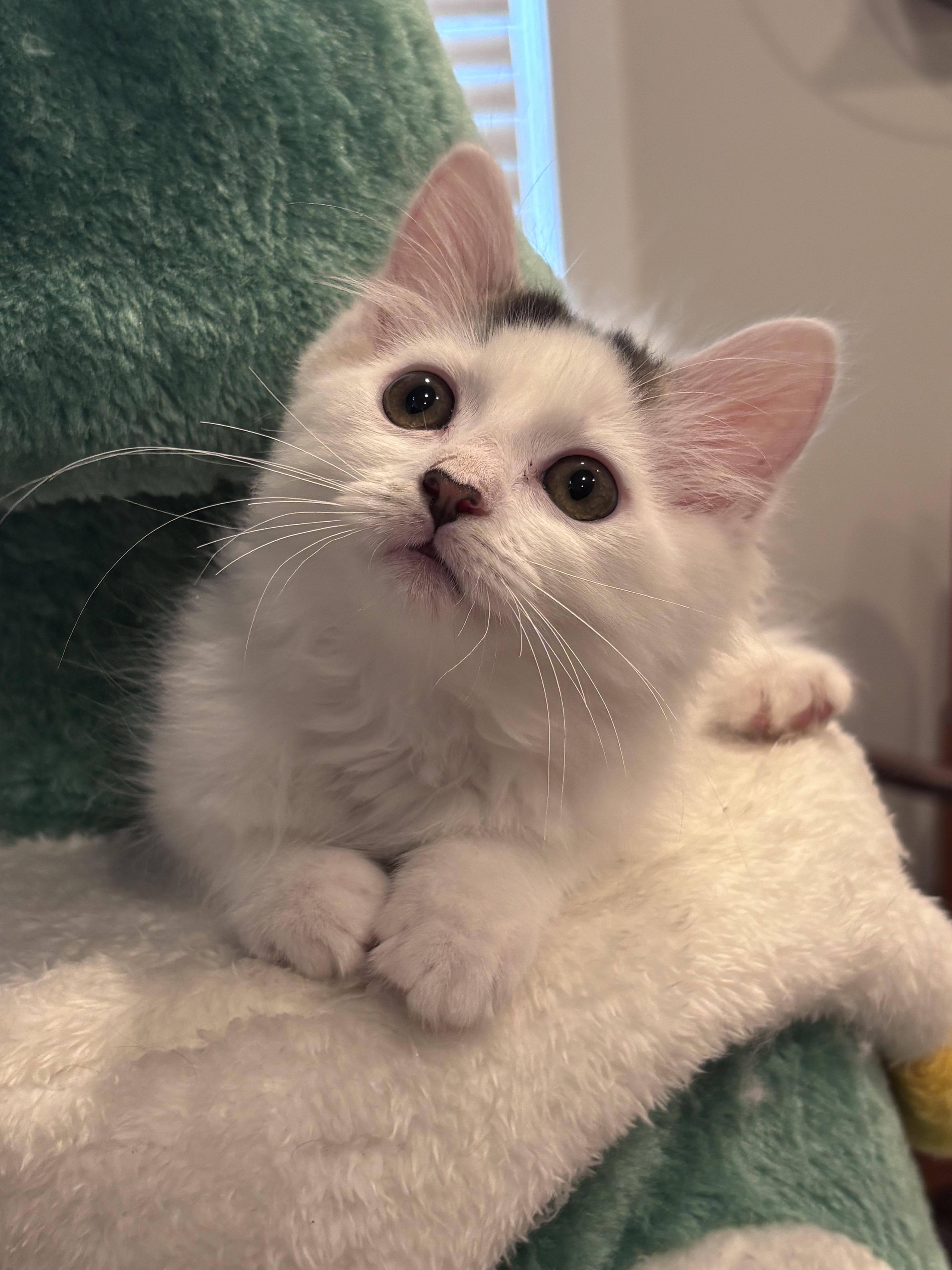 The Niners - Frannie, a ADOPTABLE Domestic Medium Hair in Leesburg, VA image 2/2
