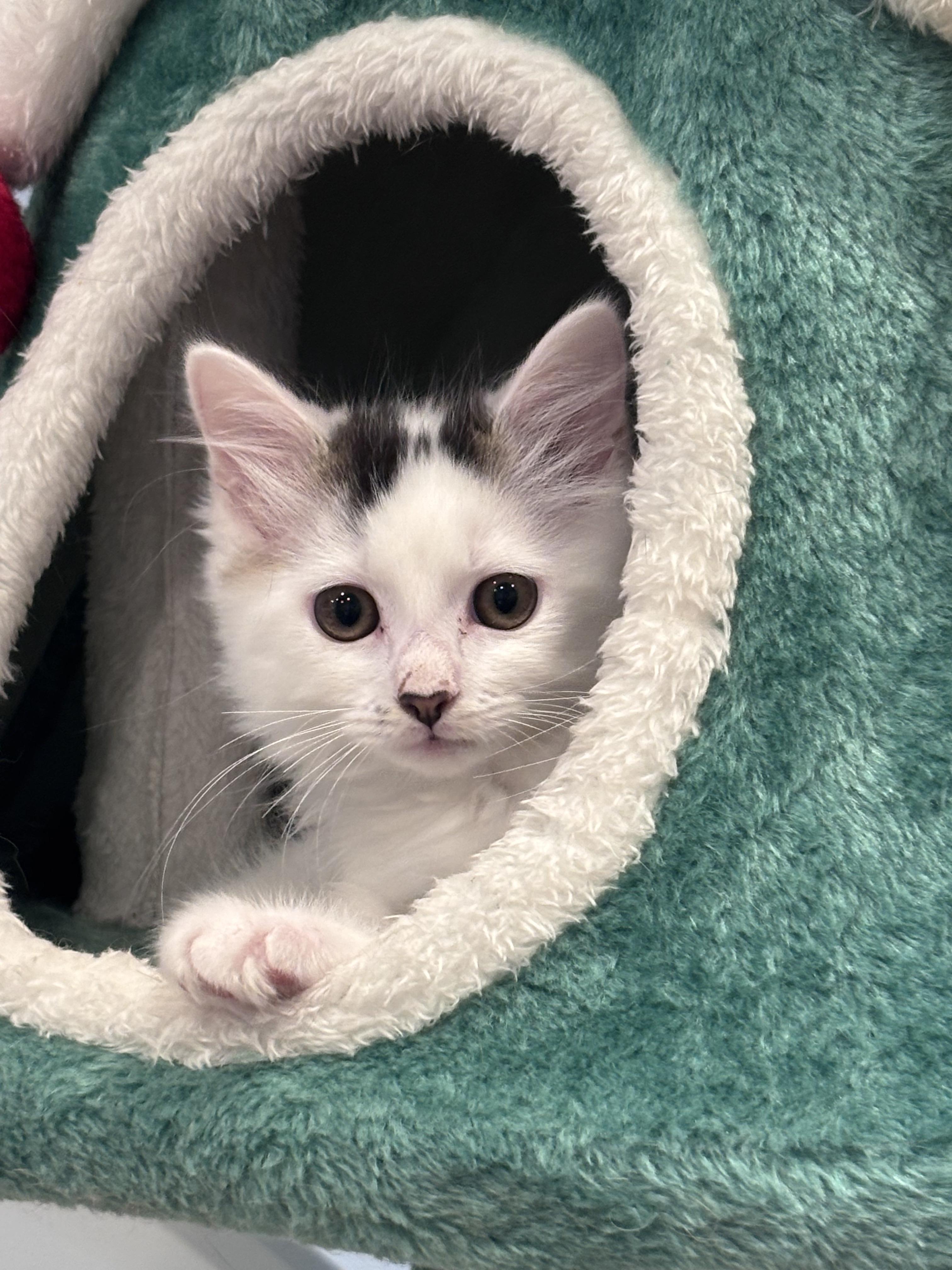 The Niners - Frannie, a ADOPTABLE Domestic Medium Hair in Leesburg, VA image 1/2
