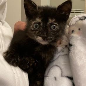 Enlarge Talia, a Adoptable Domestic Short Hair in Greensboro, GA image 1/2