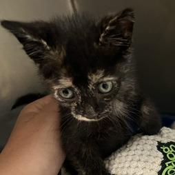 Enlarge Talia, a Adoptable Domestic Short Hair in Greensboro, GA image 2/2