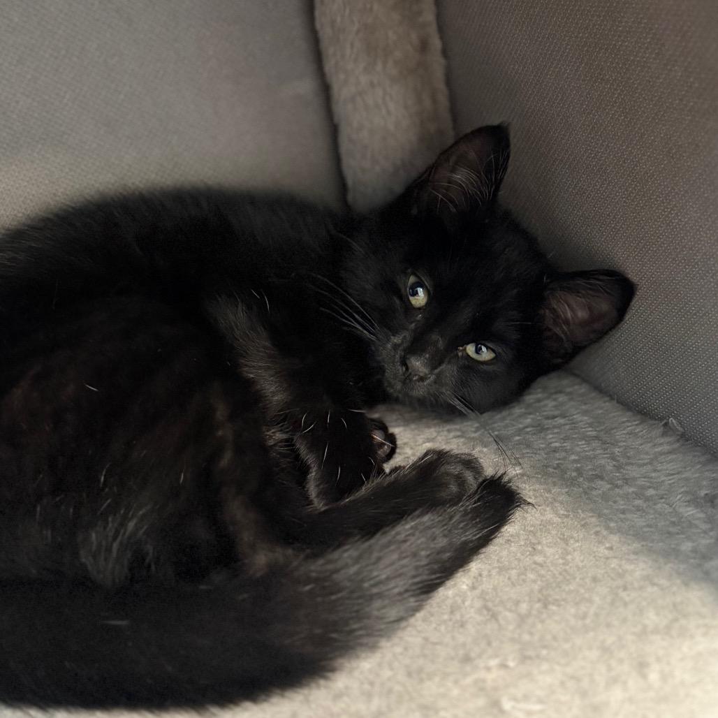 Bebe, Adoptable, Kitten Female Domestic Short Hair.