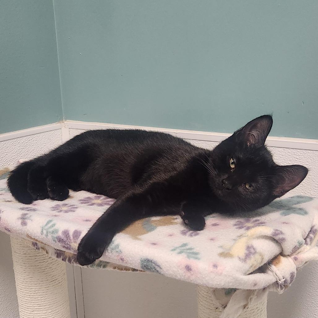 Bebe, a Adoptable Domestic Short Hair in Watertown, NY image 2/2