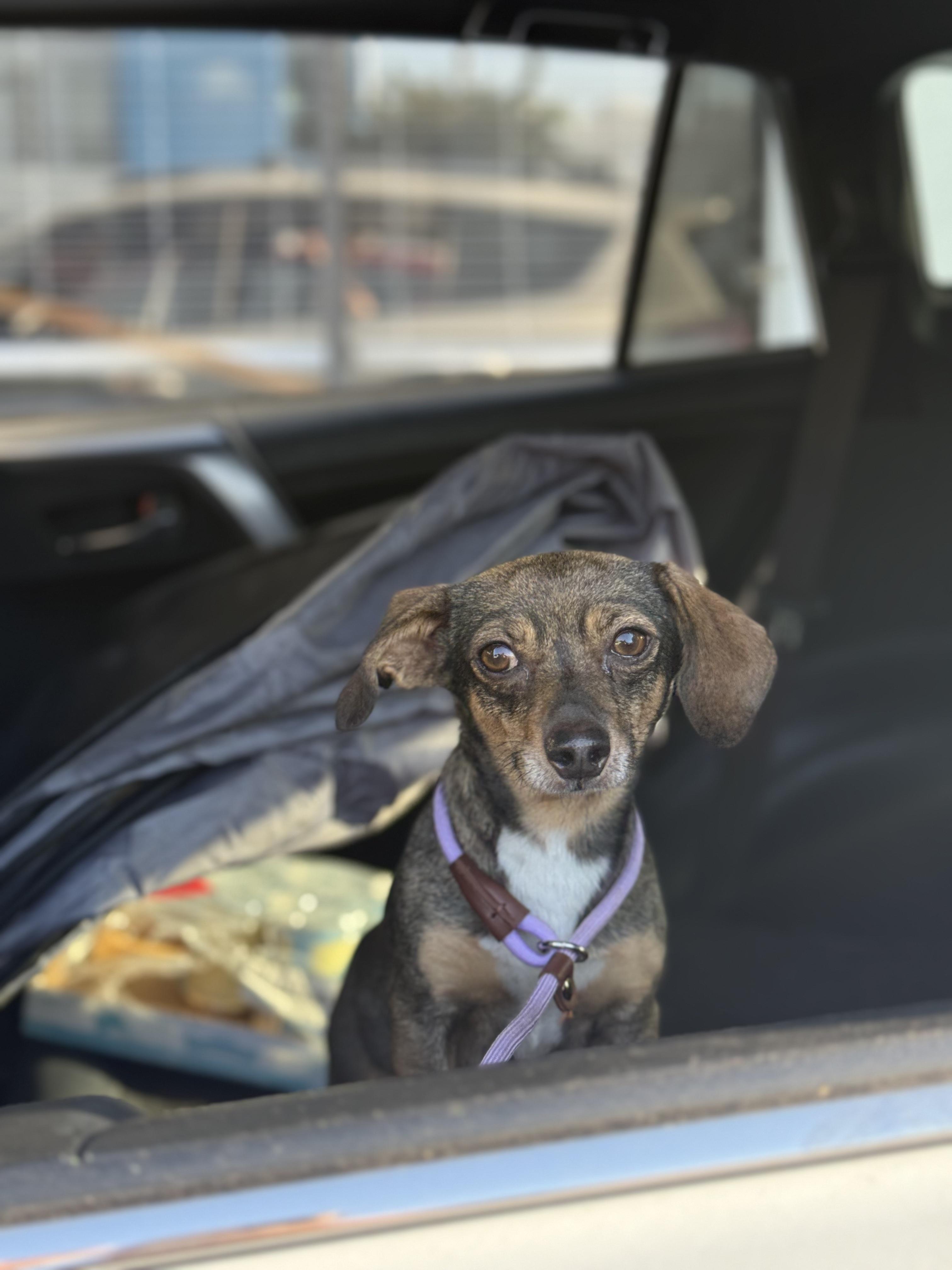 Kiwi, ADOPTABLE, Young Female Chihuahua.