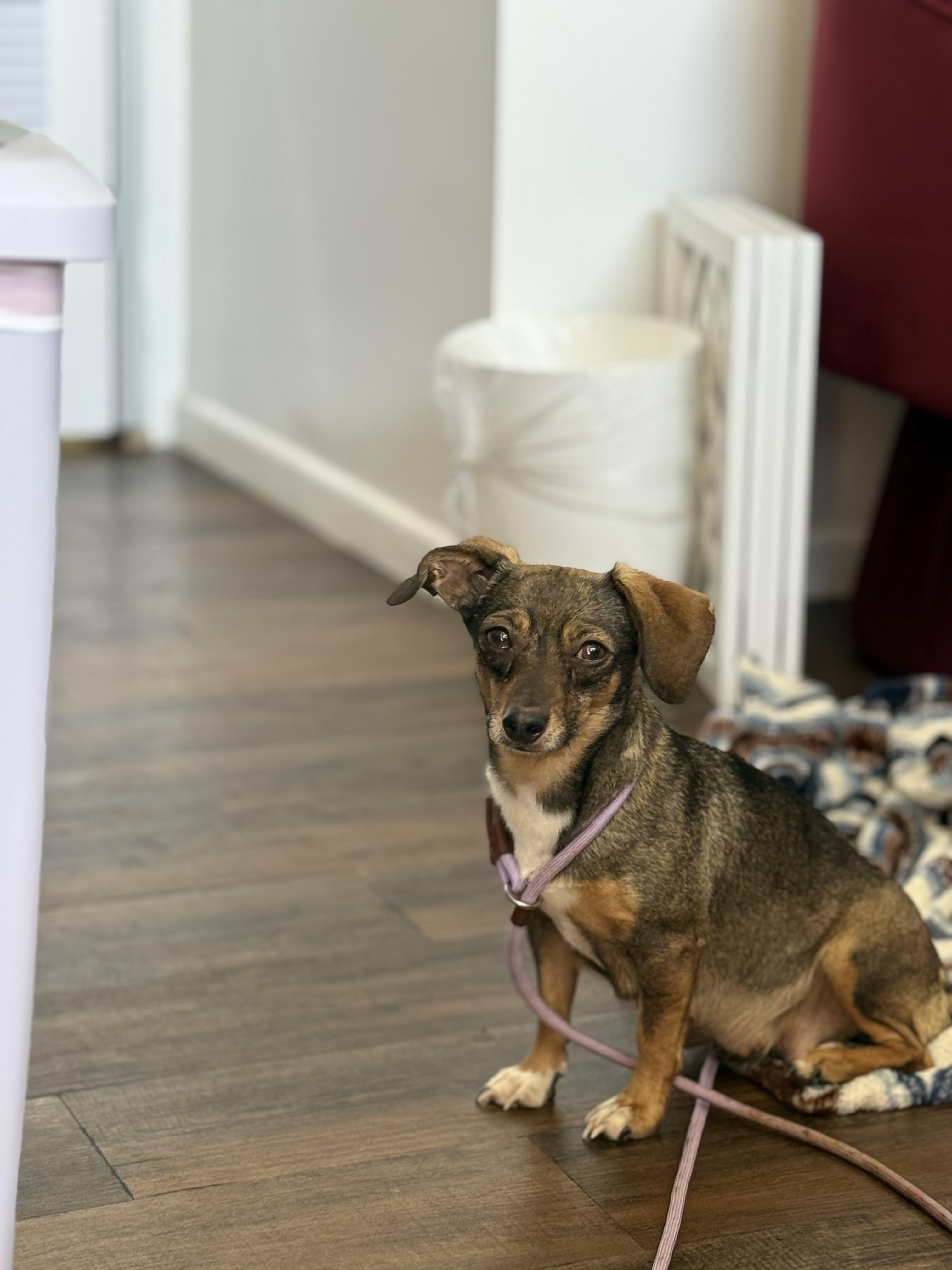 Enlarge Kiwi, a ADOPTABLE Chihuahua in West Hollywood, CA image 2/2