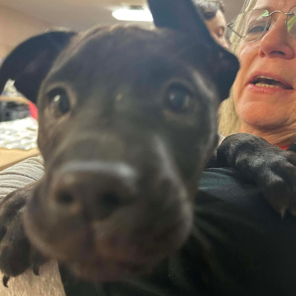 Enlarge Glorie, a Adoptable mixed breed in Griswold, CT image 1/5