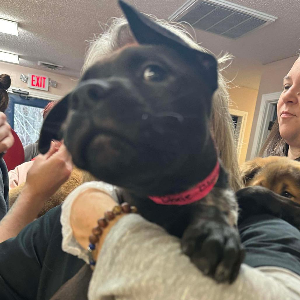 Enlarge Glorie, a Adoptable mixed breed in Griswold, CT image 2/5