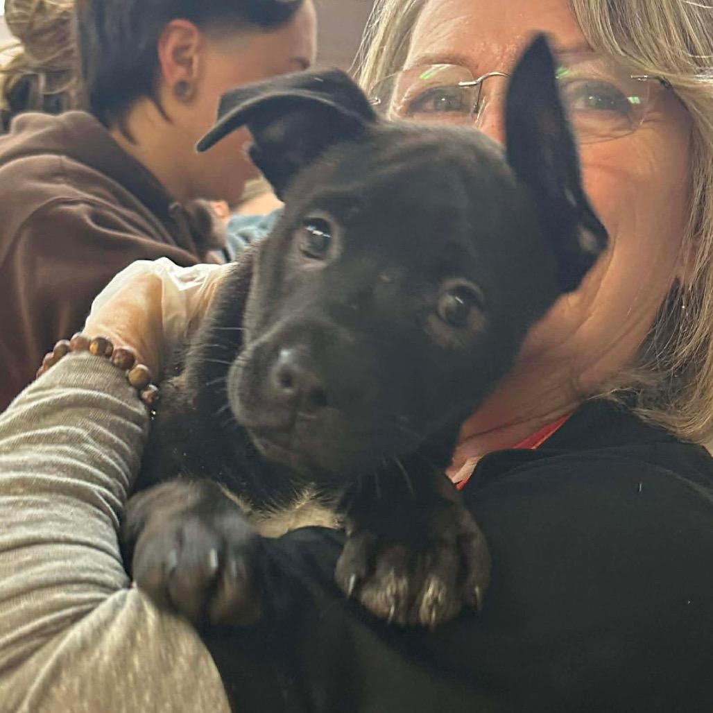 Enlarge Glorie, a Adoptable mixed breed in Griswold, CT image 3/5