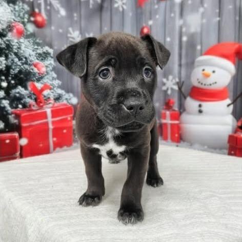 Enlarge Glorie, a Adoptable mixed breed in Griswold, CT image 4/5