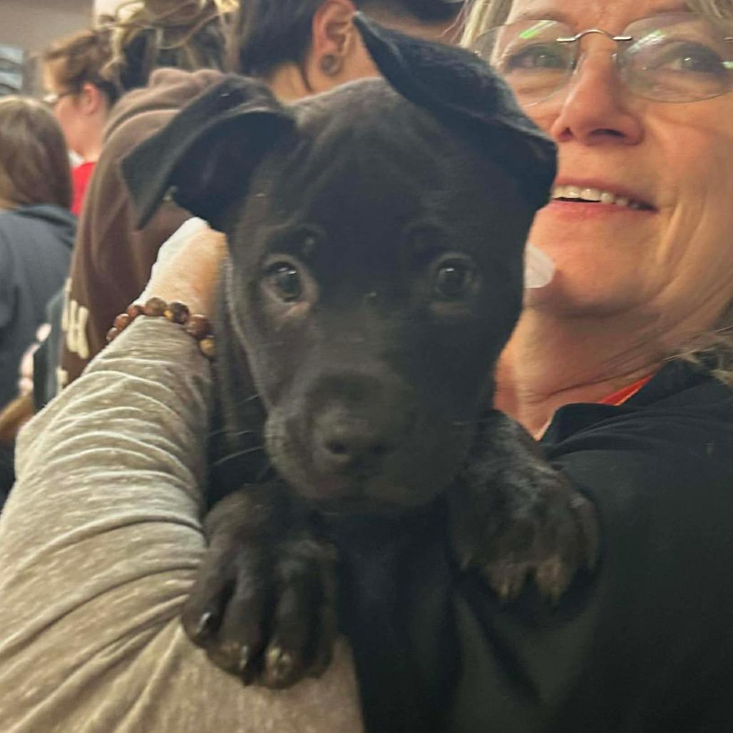 Enlarge Glorie, a Adoptable mixed breed in Griswold, CT image 5/5