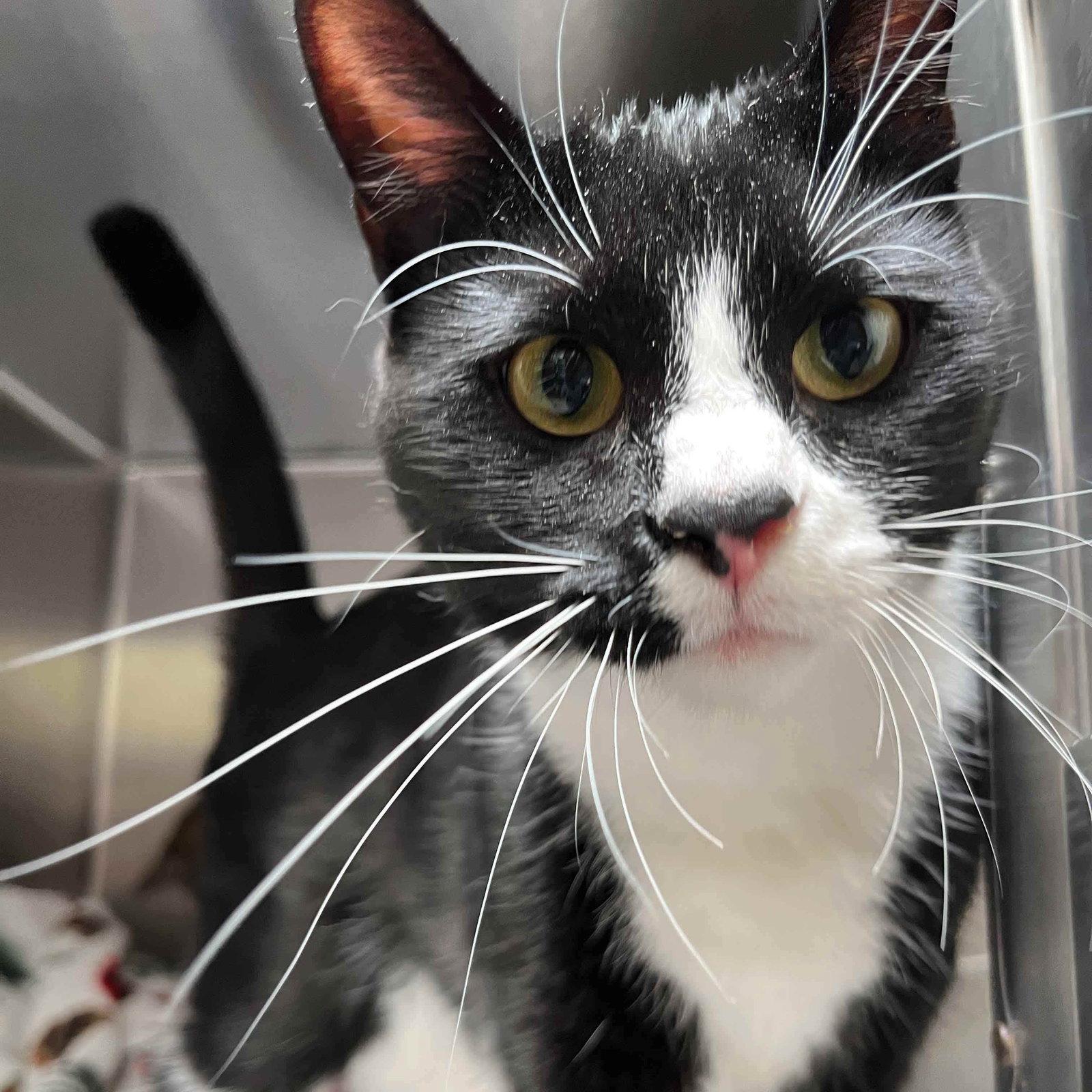 Tallie (bonded w/ Nellie), Adopted, Kitten Female Domestic Short Hair.