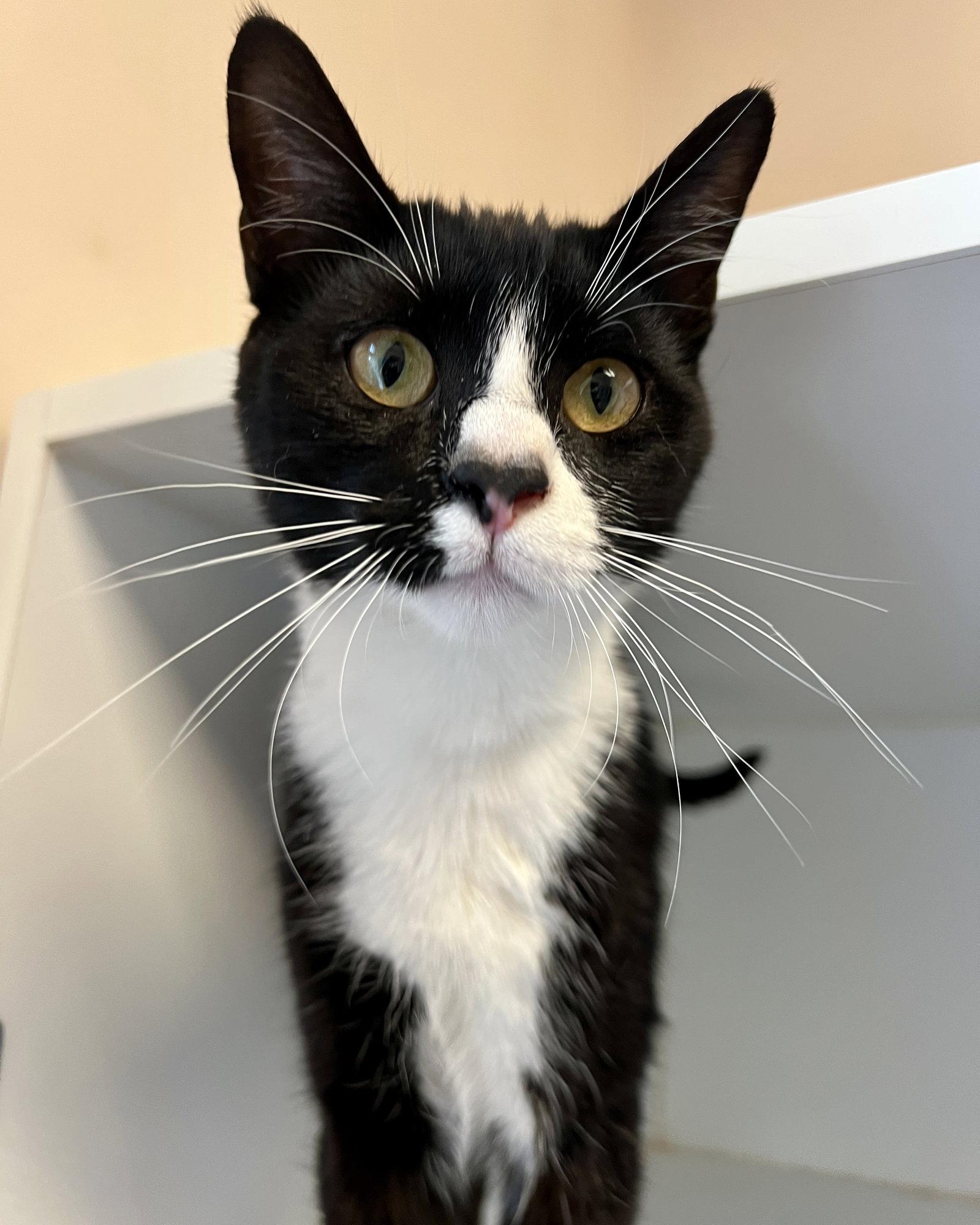 Enlarge Tallie (bonded w/ Nellie), a Adopted Domestic Short Hair in Oakland, CA image 2/3