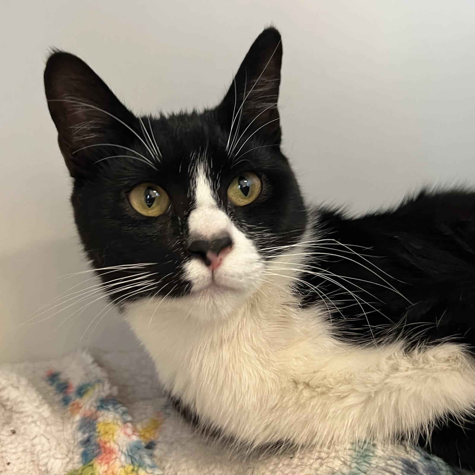 Enlarge Tallie (bonded w/ Nellie), a Adopted Domestic Short Hair in Oakland, CA image 3/3