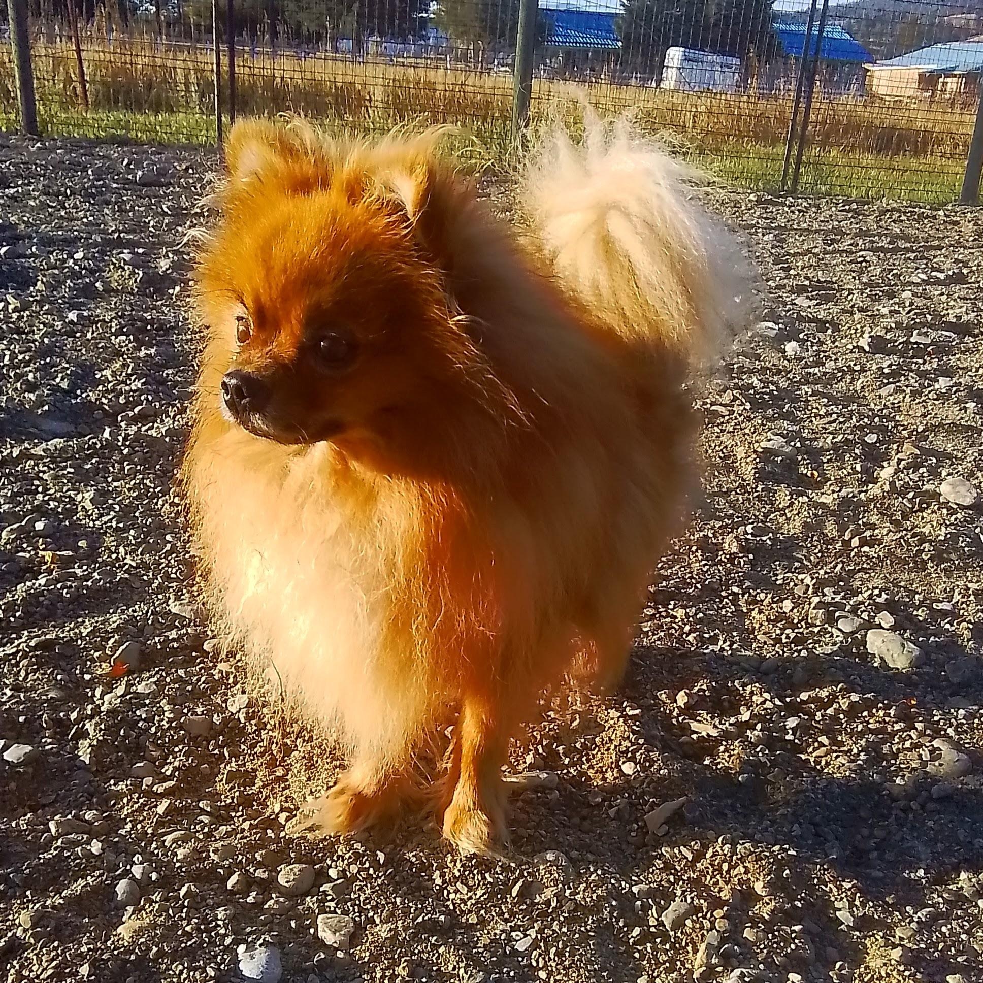 Enlarge Sutton, a Adoptable mixed breed in Marysville, WA image 4/6