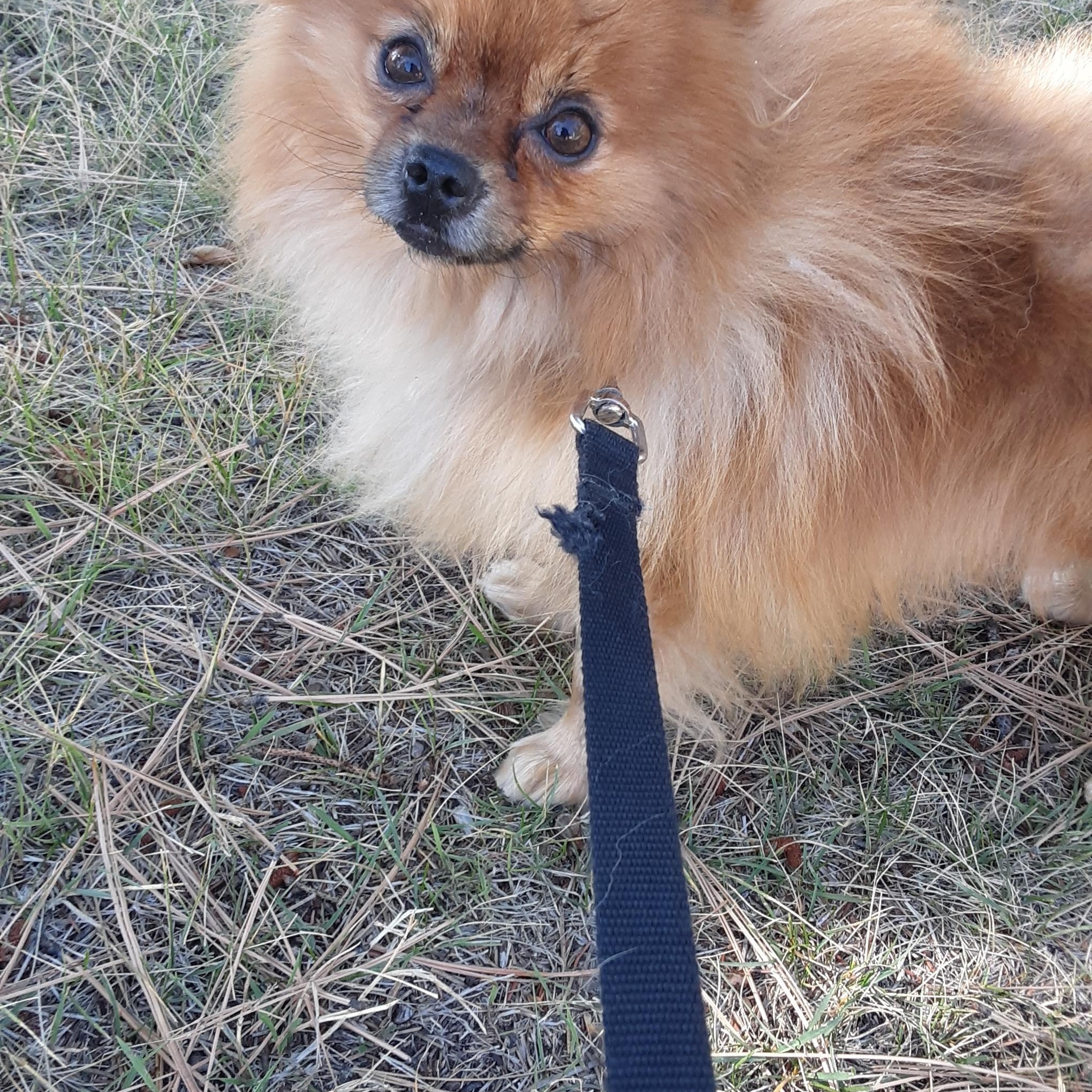 Sutton, Adoptable, Adult Male Pomeranian.