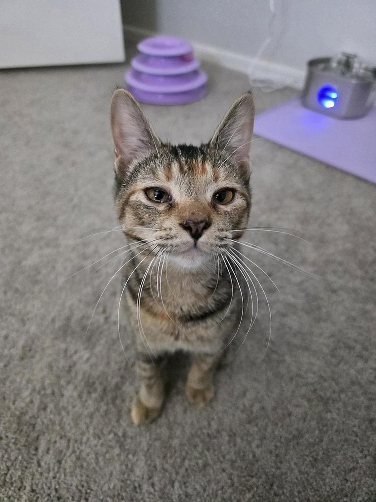 Dashboard, Adoptable, Kitten Female Domestic Short Hair.