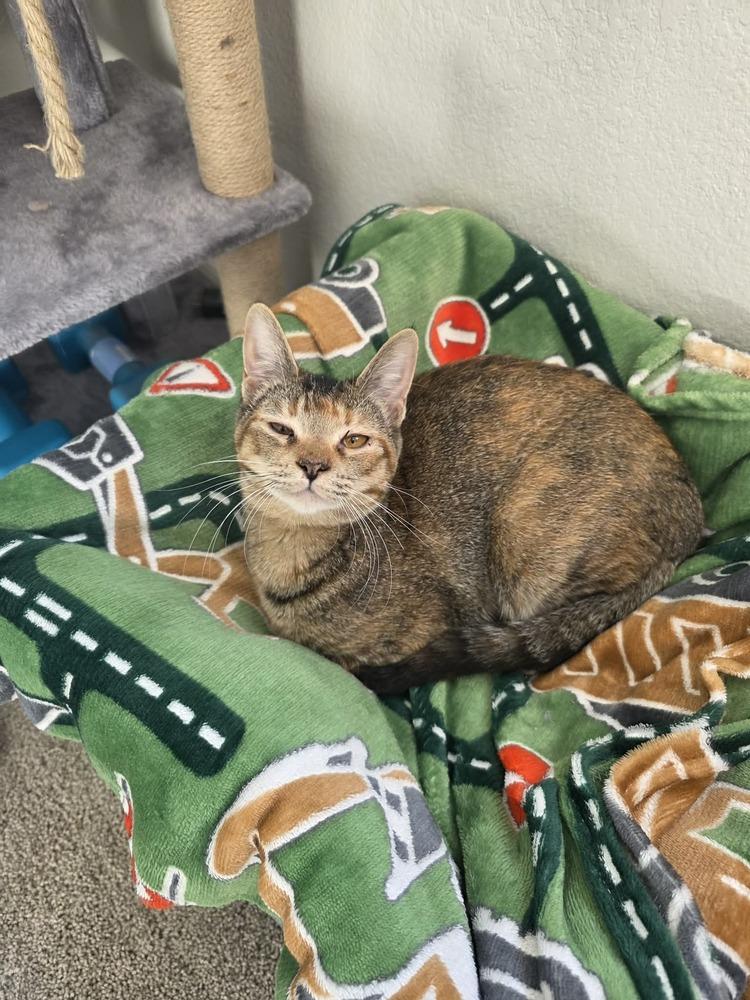 Dashboard, a Adoptable mixed breed in tucson, AZ image 2/4