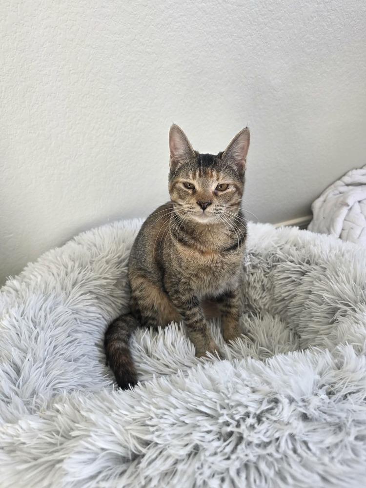 Dashboard, a Adoptable mixed breed in tucson, AZ image 3/4