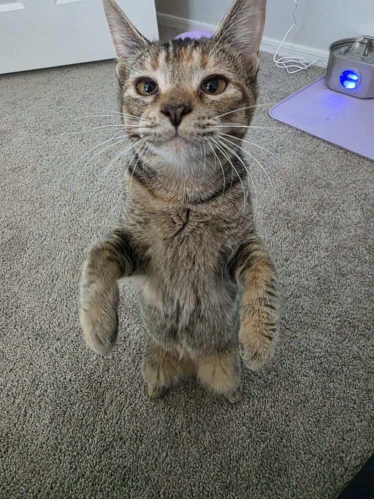 Dashboard, a Adoptable mixed breed in tucson, AZ image 4/4