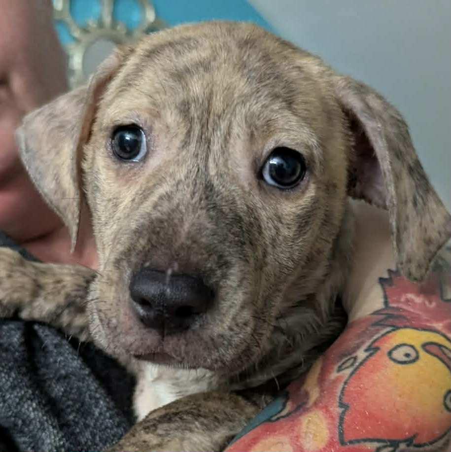 Monty, Adoptable, Puppy Male Pit Bull Terrier & Mixed Breed.