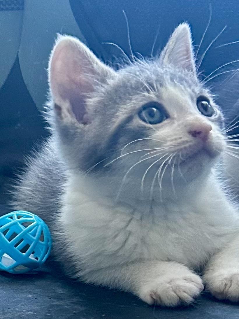 Enlarge Mist, a Adoptable Domestic Medium Hair in Sandusky, MI image 2/3